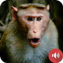 モンキーサウンド APK