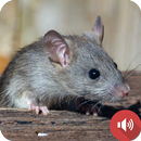 Sons De Souris Et De Rat APK