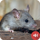Mouse and Rat Sounds icon