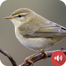 ナイチンゲール鳥の鳴き声 APK