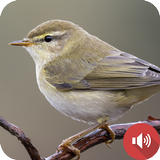 Nightingale Bird Sounds icon