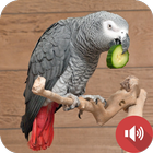 African Grey Parrot icon