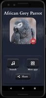 African Grey Parrot poster