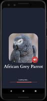 African Grey Parrot screenshot 1