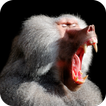 Suara Babon