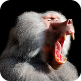 Baboon Sounds icon