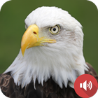 Bald Eagle Sounds icon