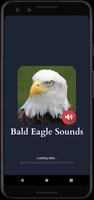 Bald Eagle Sounds poster
