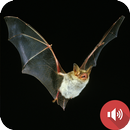 Bat Sounds APK