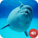 벨루가 고래 소리 APK