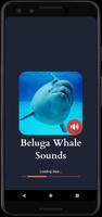Beluga Whale Sounds poster