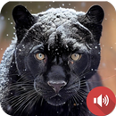 zwarte panter klinkt-APK