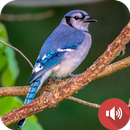 âm thanh jay xanh APK