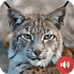 Bobcat Sounds