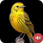 金絲雀鳥的聲音 圖標