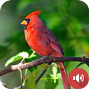 tiếng chim hồng y APK
