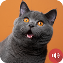 APK صدای گربه