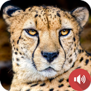 Cheetah Sounds APK