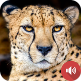 Cheetah Sounds icon