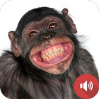 sonidos de chimpancé icono