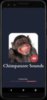 sonidos de chimpancé Poster