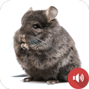 เสียงชินชิล่า APK