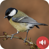 Chickadee Sounds icon