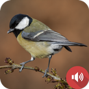 Chickadee Sounds APK
