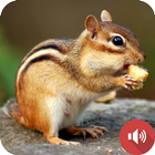 آیکون‌ صدای سنجاب