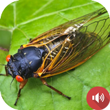 সিকাডা শব্দ আইকন