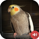 Cockatiel Sounds APK