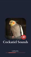 Cockatiel Sounds poster