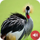 tiếng chim hạc APK