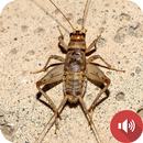 krekelgeluiden-APK