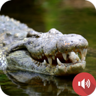 Crocodile Sounds icon