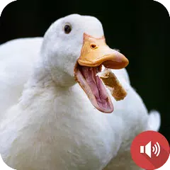 鴨子的聲音
