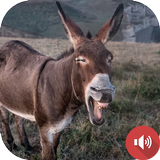 Sonidos de burro icono