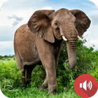 Olifant geluiden-icoon