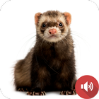 sons de furet icône