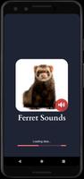 sons de furet Affiche