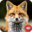 أصوات الثعلب APK