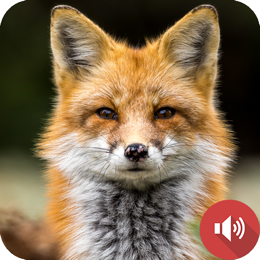 Fuchsgeräusche