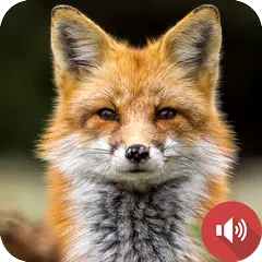 Fuchsgeräusche