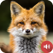 Fox Sounds icon