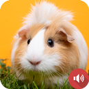 モルモットの音 APK