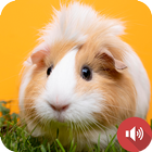 Icona suoni di cavia