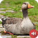 Goose Sounds APK