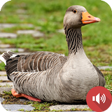 suara angsa APK
