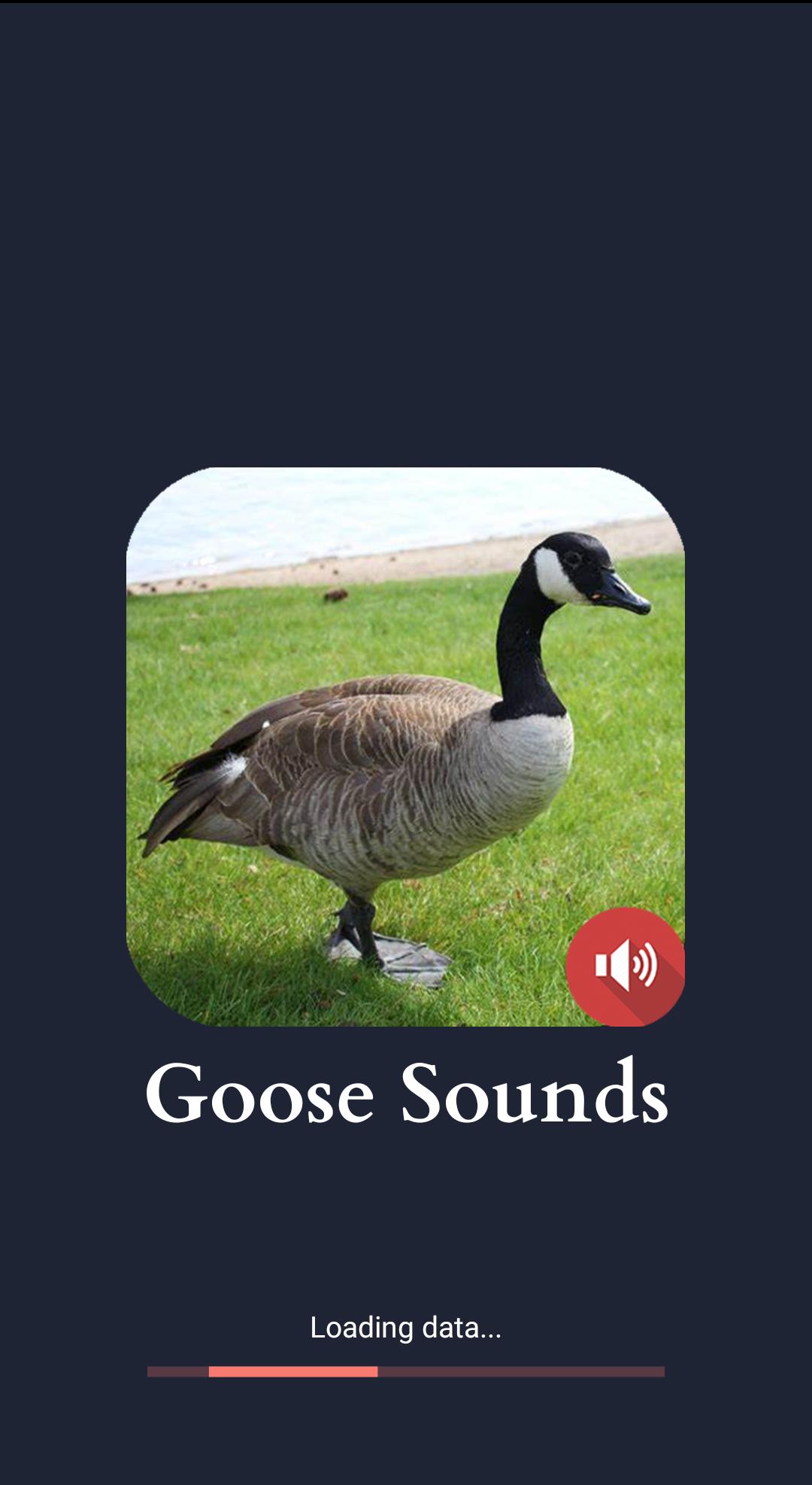 Звук гуся слушать. Goose Sound. Звук гуся. Geese Sounds in English. Mobile Goose на андроид.