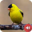 Goldfinch Sounds APK